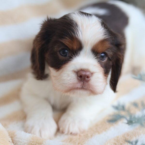 king charles cavalier puppies for sale