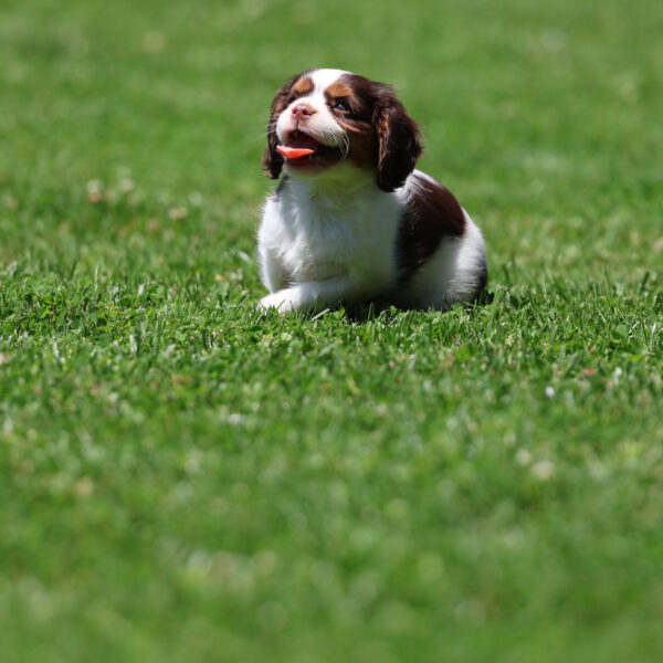 king charles cavalier puppies for sale near me