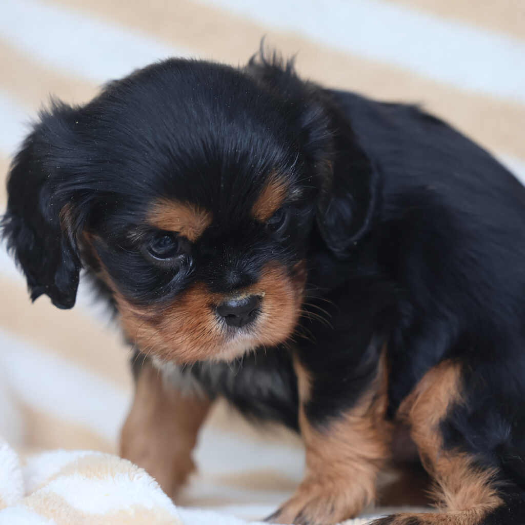 king charles cavalier puppies for sale near me
