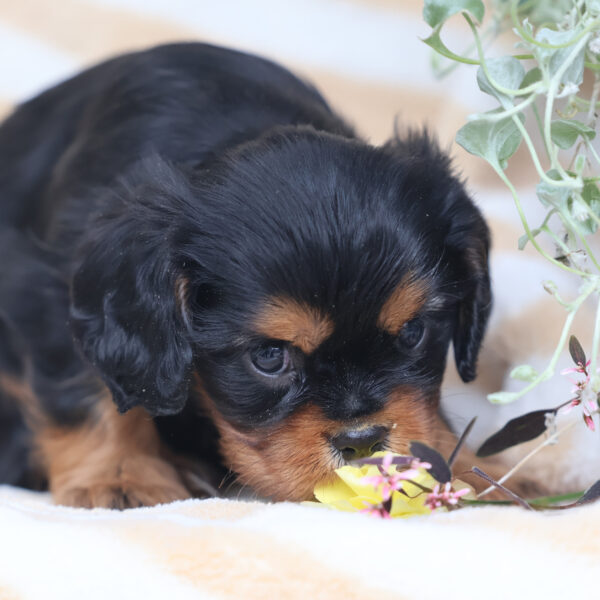 king charles cavalier puppies near me