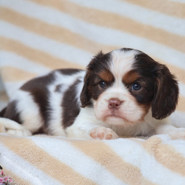 king charles cavalier puppies near me