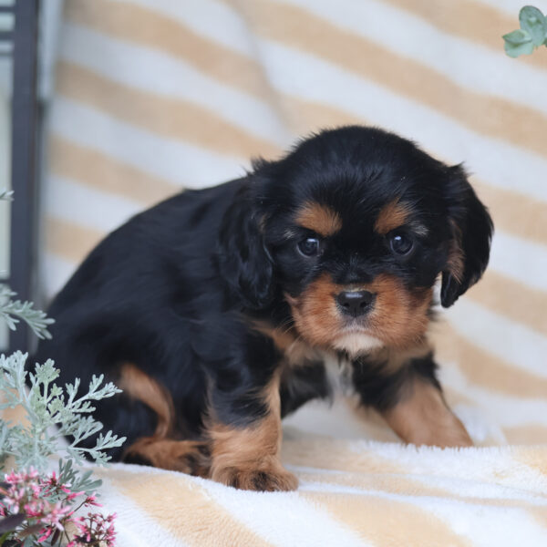 king charles cavalier puppy