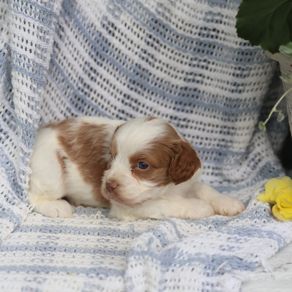 mini cavapoo