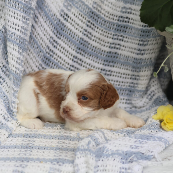 mini cavapoo