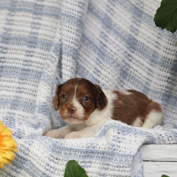 mini cavapoo