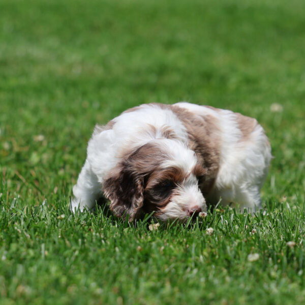 mini cavapoo