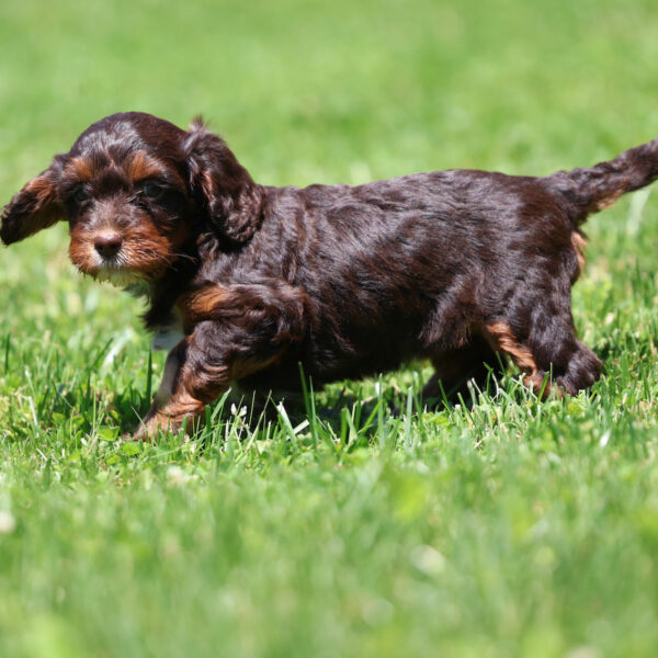mini cavapoo