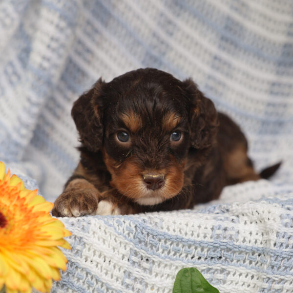 mini cavapoo