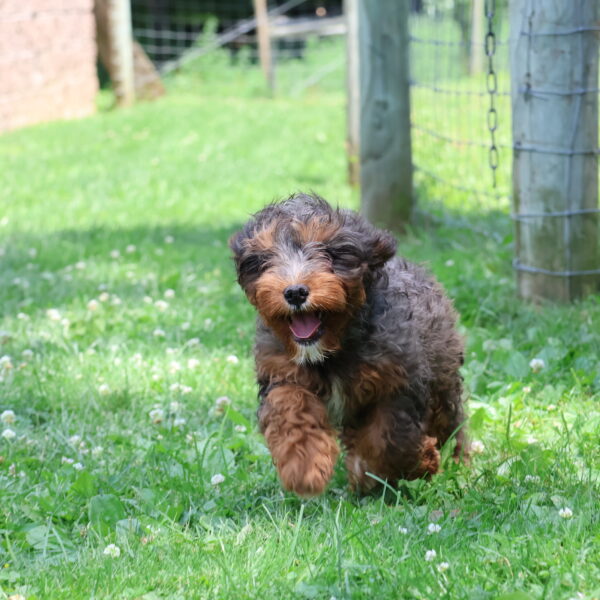 mini cavapoo puppies for sale