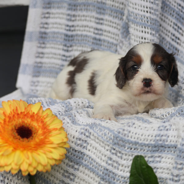 miniature cavapoo