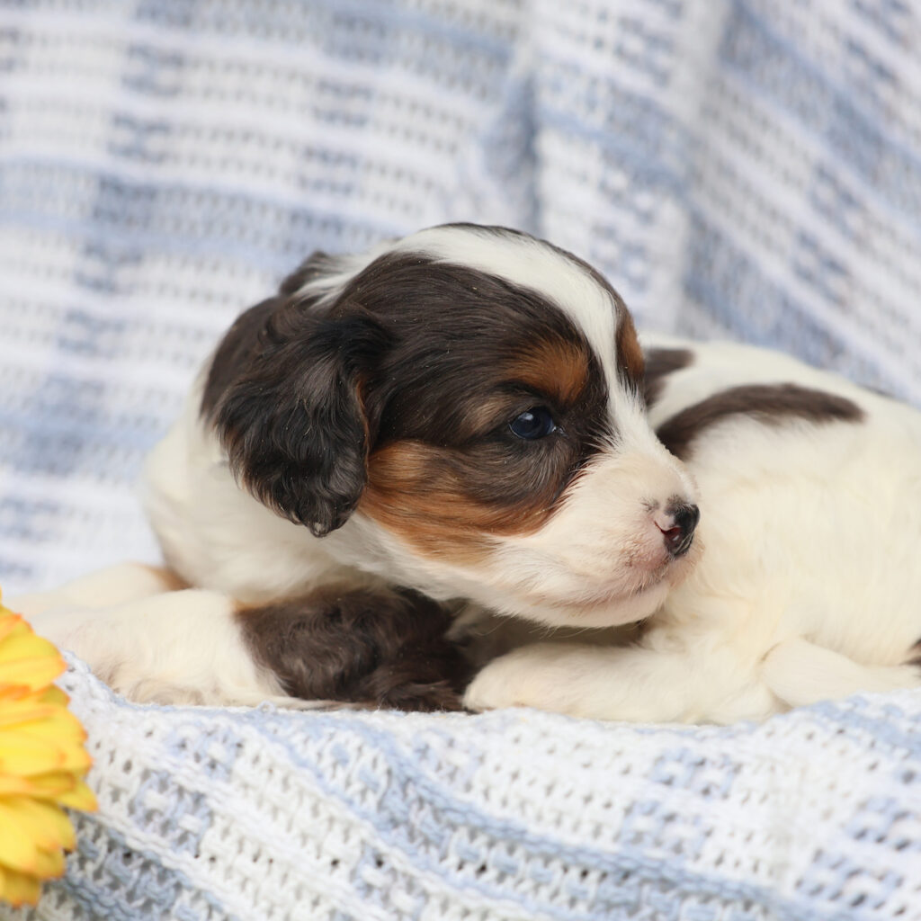 miniature cavapoo