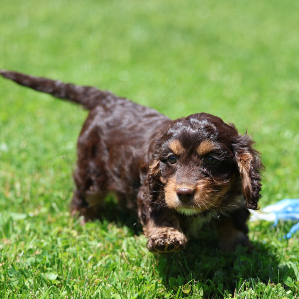 miniature cavapoo