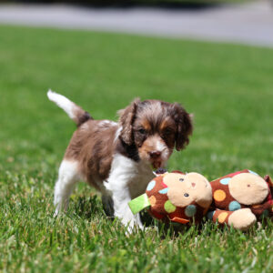 miniature cavapoo