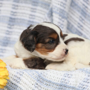 miniature cavapoo