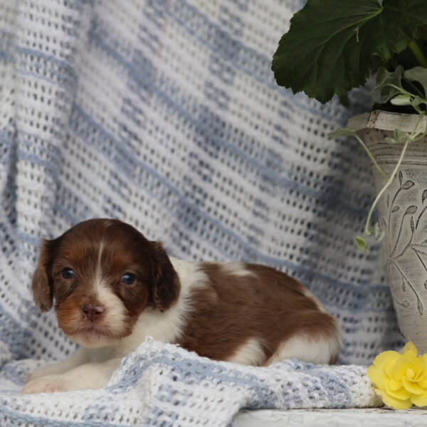 toy cavapoo