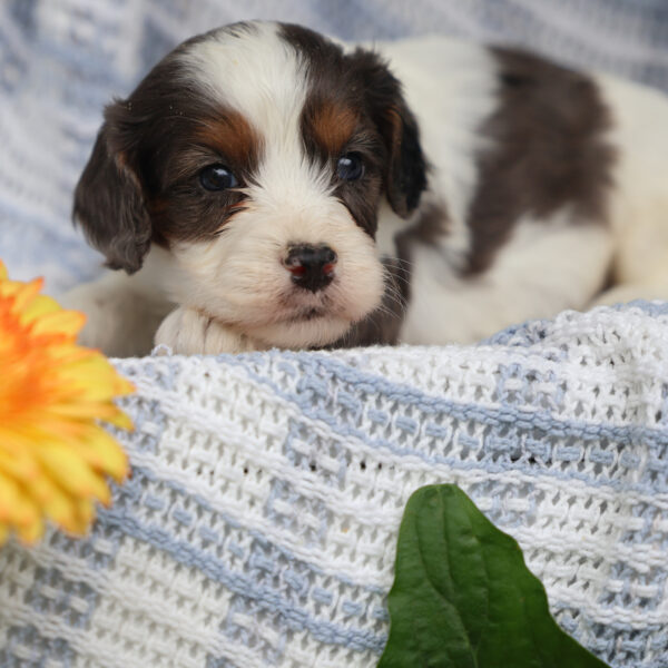 toy cavapoo