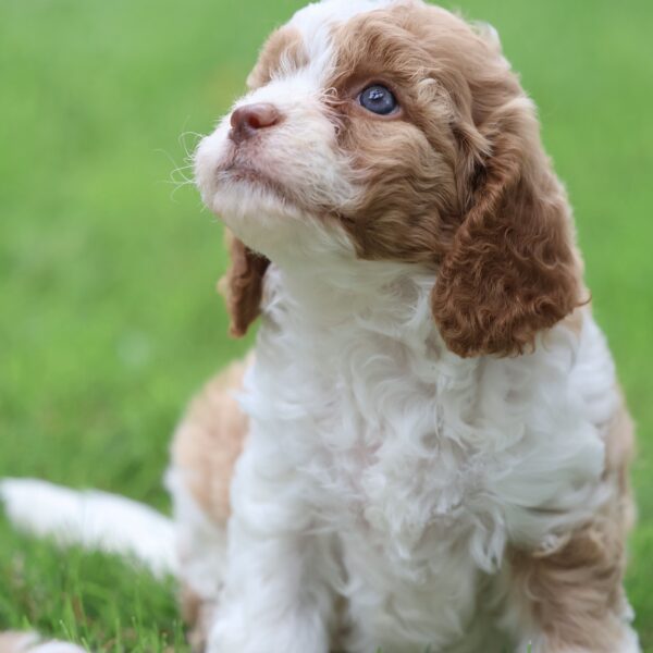 breeders of cavapoo puppies
