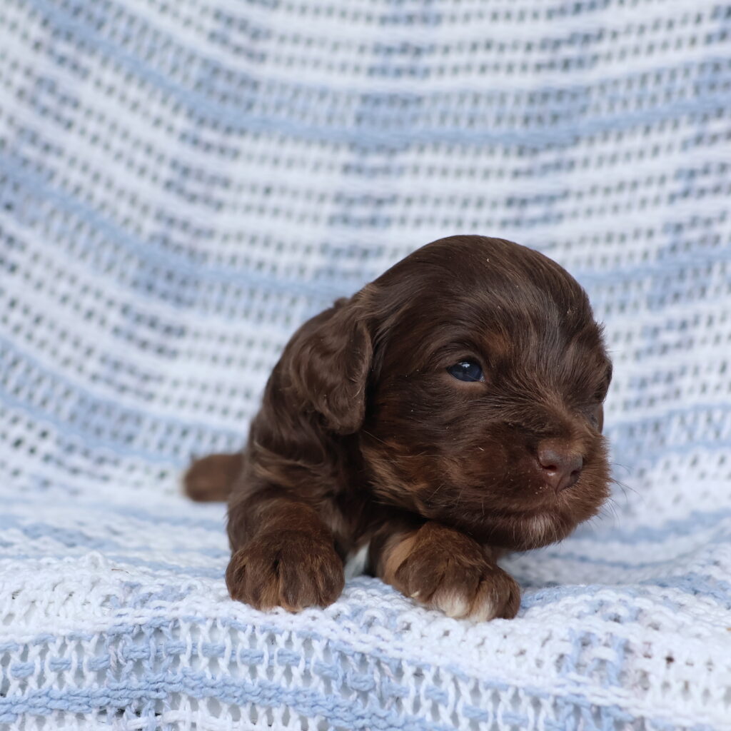 breeders of cavapoo puppies