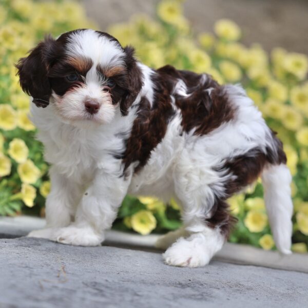 breeders of cavapoo puppies