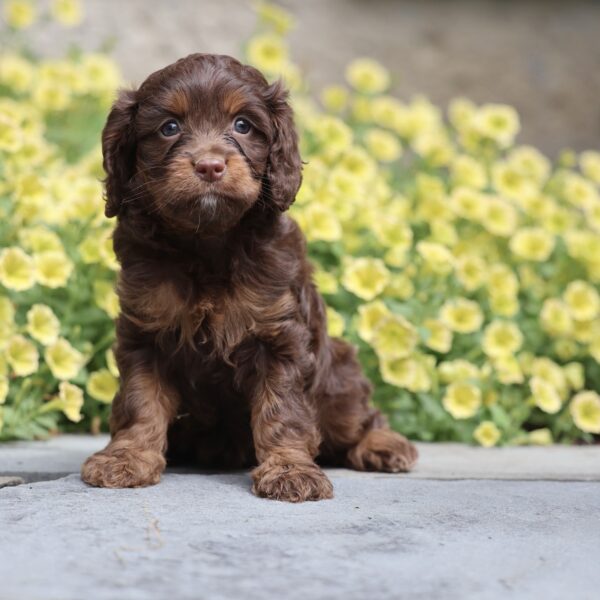 breeders of cavapoo puppies
