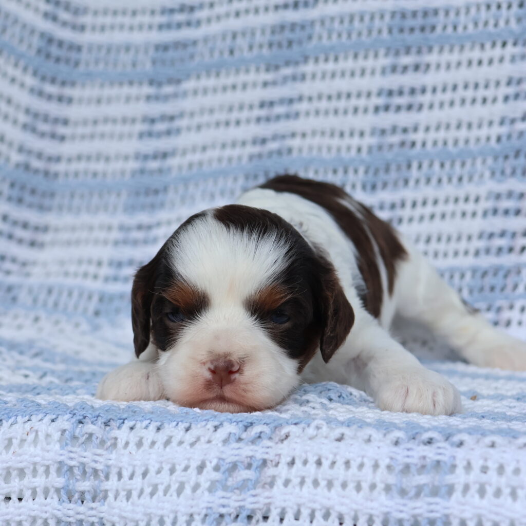 brown cavapoo puppies