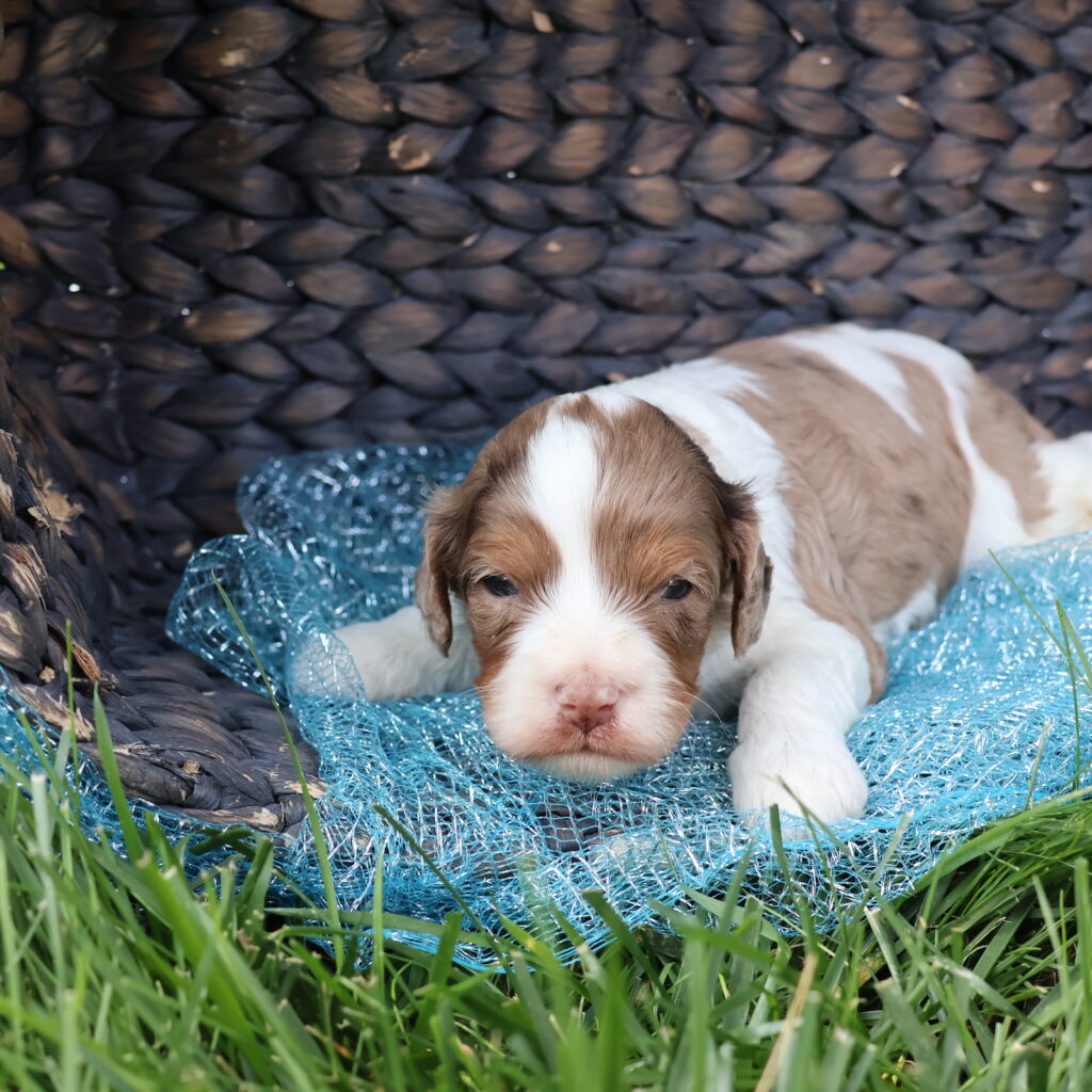 brown cavapoo puppies
