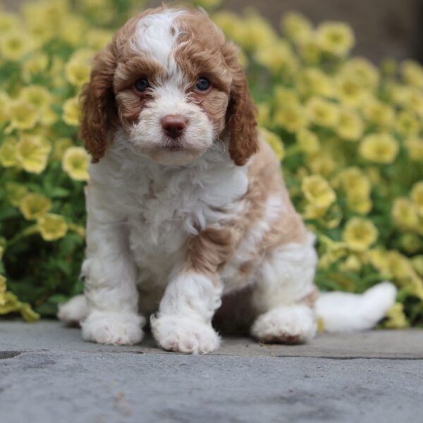 brown cavapoo puppies