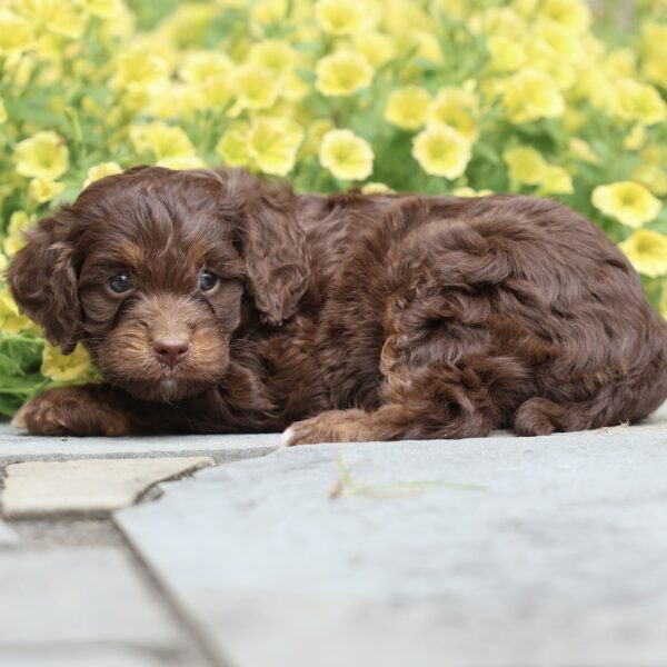 cavapoo f1b puppies