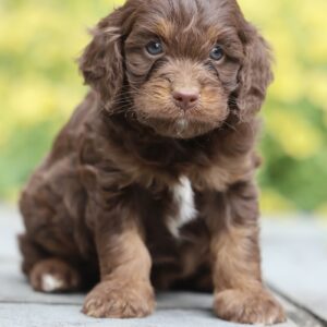 cavapoo f1b puppies for sale