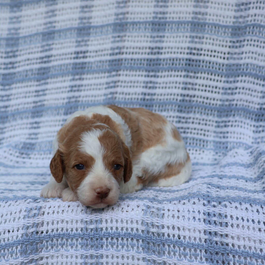 cavapoo puppies