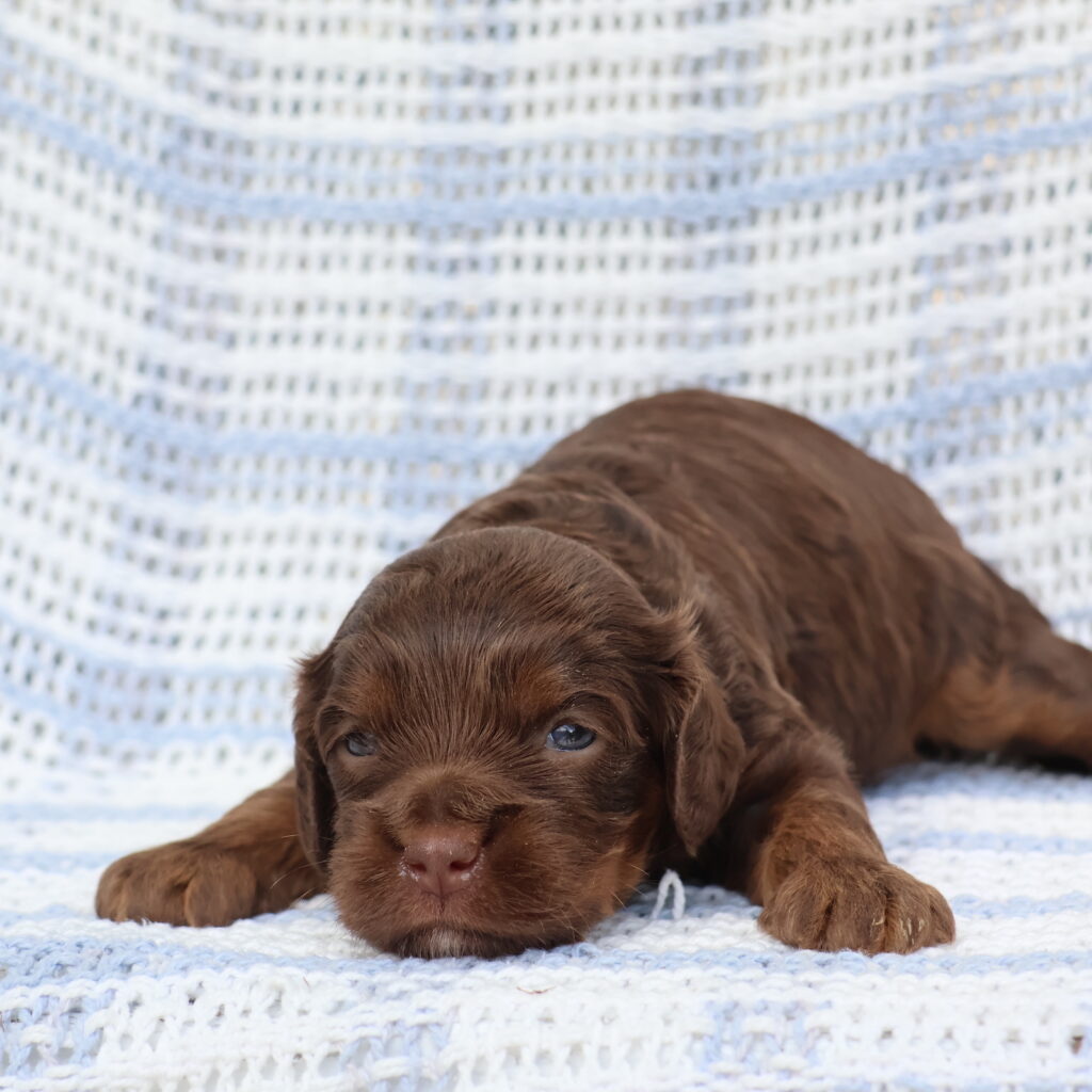 cavapoo puppies