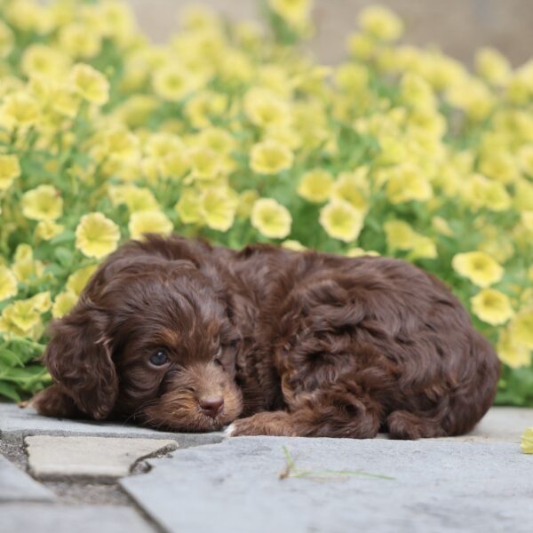 cavapoo puppies