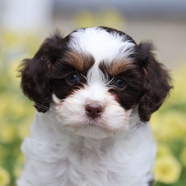 cavapoo puppies