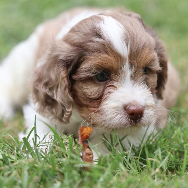 cavapoo puppies
