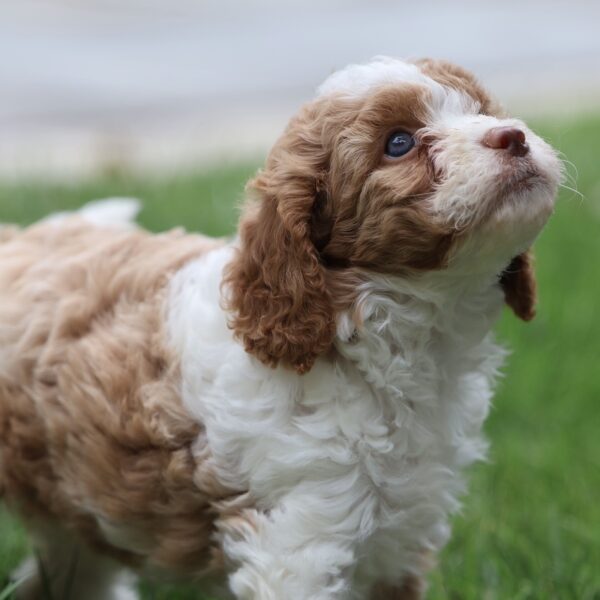 cavapoo puppies breeders