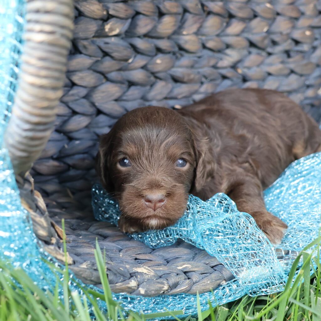 cavapoo puppies breeders