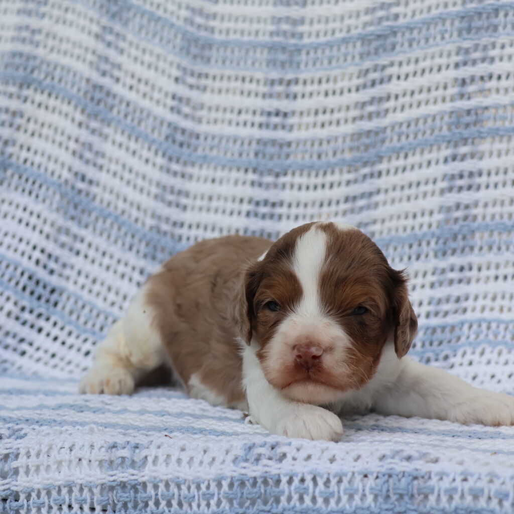 cavapoo puppies breeders