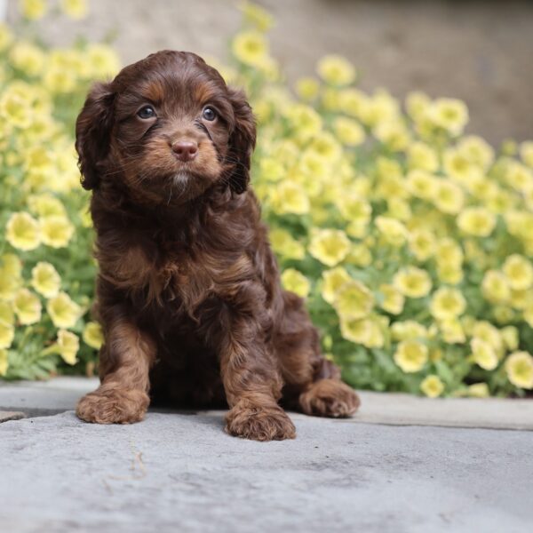cavapoo puppies breeders