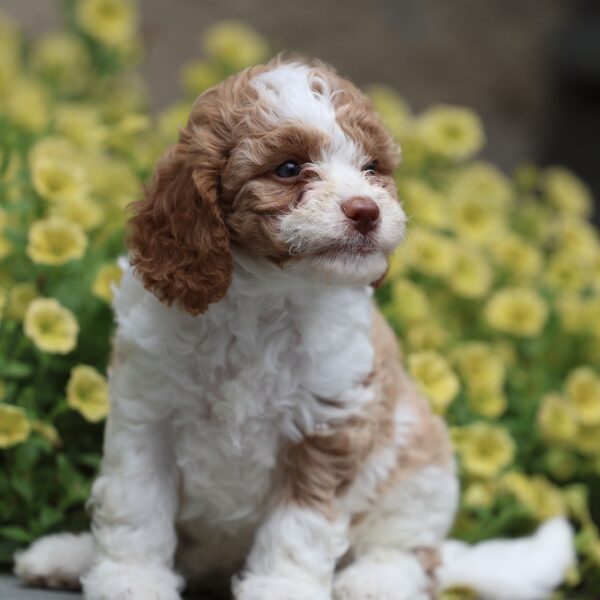 cavapoo puppies for adoption