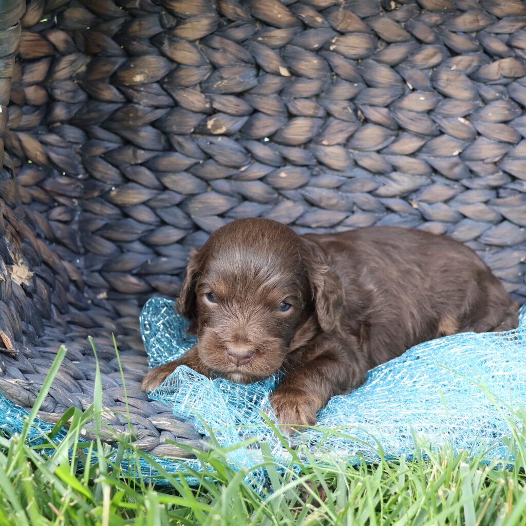 cavapoo puppies for adoption