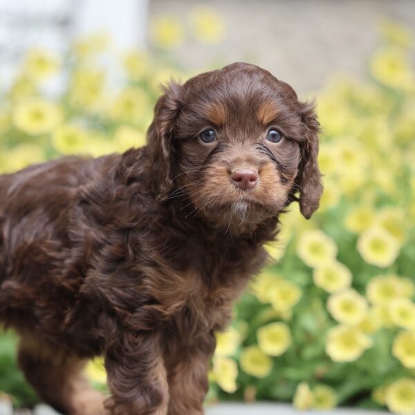 cavapoo puppies for adoption