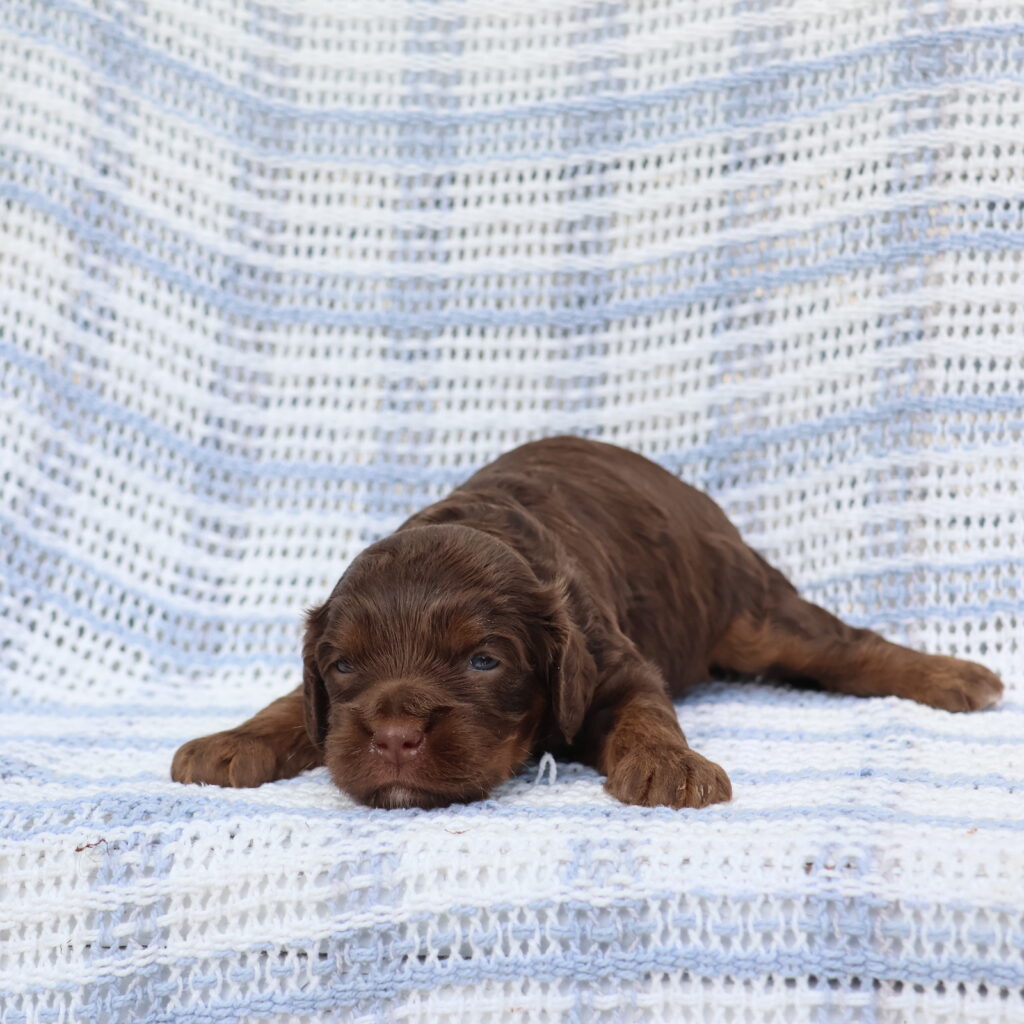 cavapoo puppies for sale
