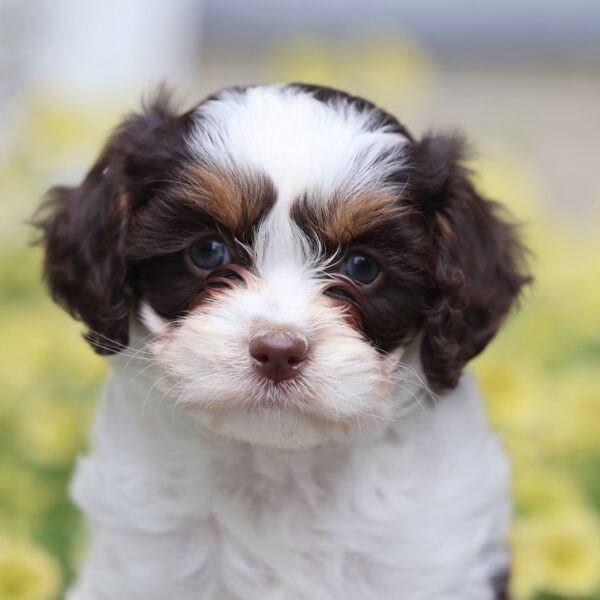 cavapoo puppies for sale