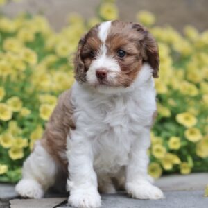 cavapoo puppies for sale