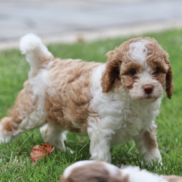 cavapoo puppies for sale in pa