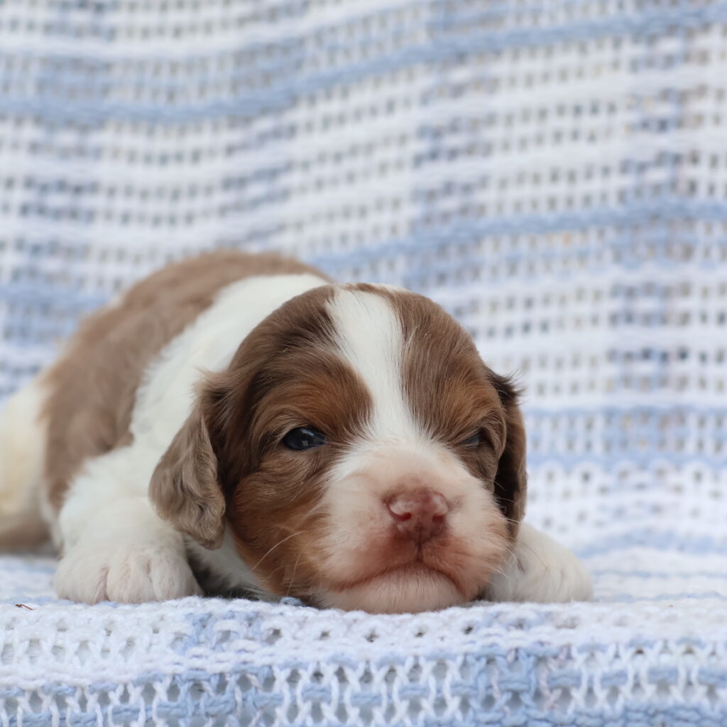 cavapoo puppies for sale in pa
