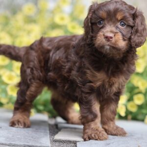 cavapoo puppies for sale in pa
