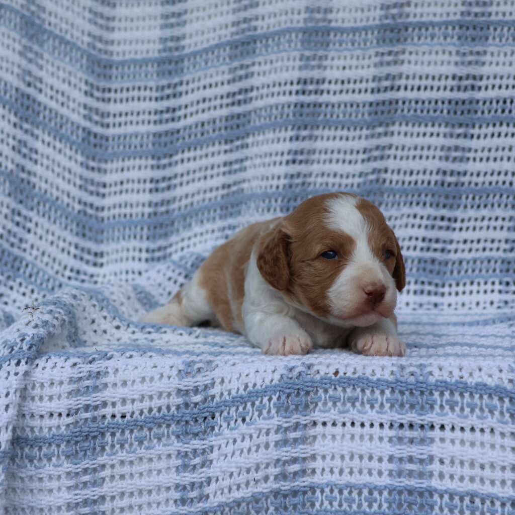 cavapoo puppies for sale near me