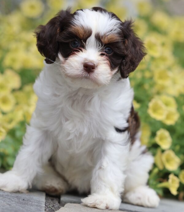 cavapoo puppies for sale near me