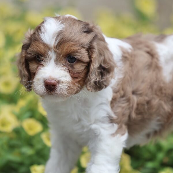 cavapoo puppies for sale near me